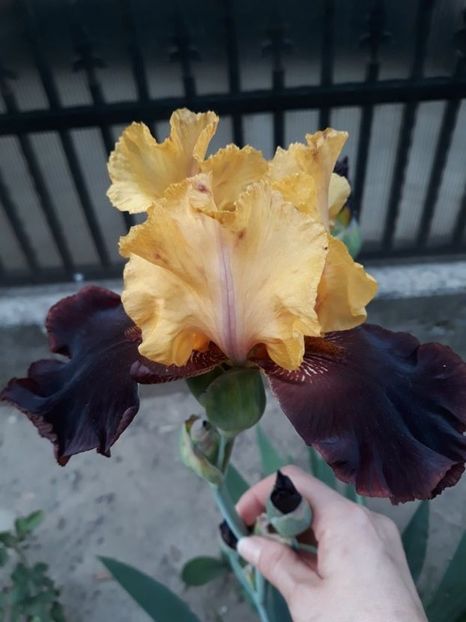 Vigilante - irisi medii si inalti 2022