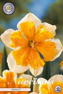 Narcisa-Batuta-Portocalie-Orangery - Narcisa batuta portocalie ORANGERY