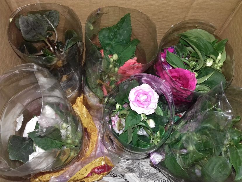 Impecabil ambalate - Mulțumesc Mădălina