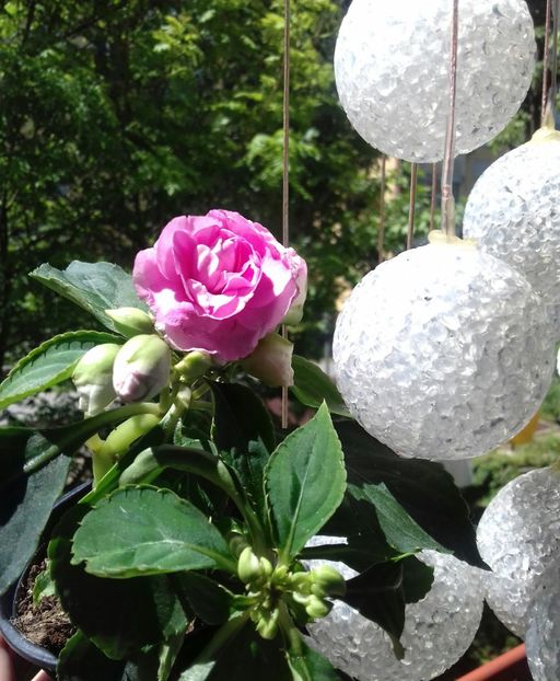 A venit bucuria in casa! - Mulțumesc Mădălina