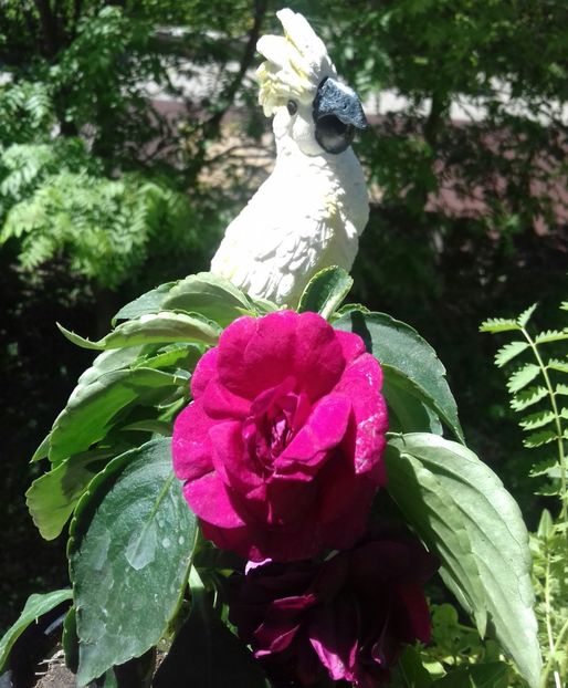  - Mulțumesc Mădălina