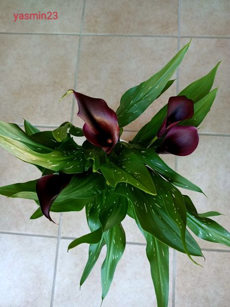 18.05.2022 - 1 Achiziție nouă