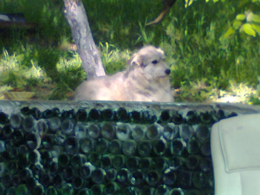 Fotografie6353 - 2022 mai 11 Inceput de vacanță la grădina!