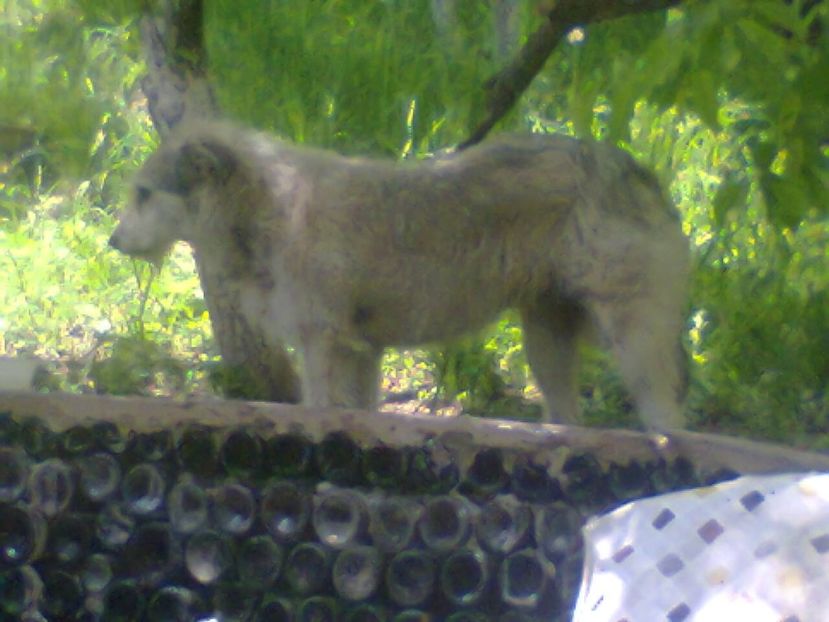 Fotografie6357 - 2022 mai 11 Inceput de vacanță la grădina!