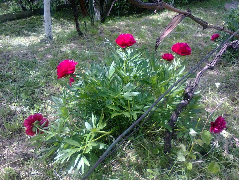 Fotografie6358 - 2022 mai 11 Inceput de vacanță la grădina!