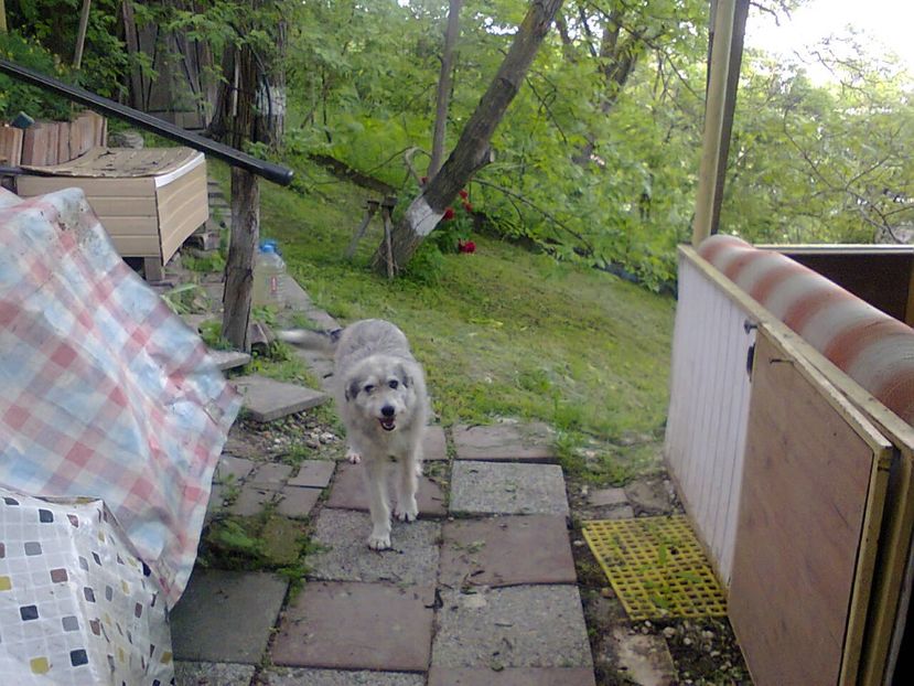 Fotografie6376 - 2022 mai 11 Inceput de vacanță la grădina!