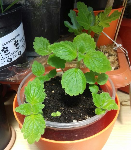 Ce repede creste Gymnostoma❤ - A mea floricică Maria