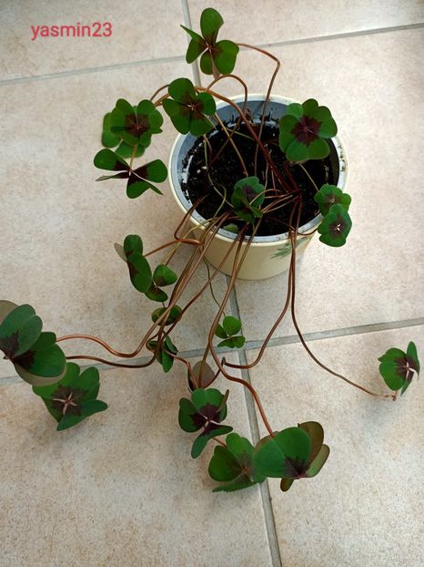 19.05.2022 - Pentru prieteni și de la prieteni