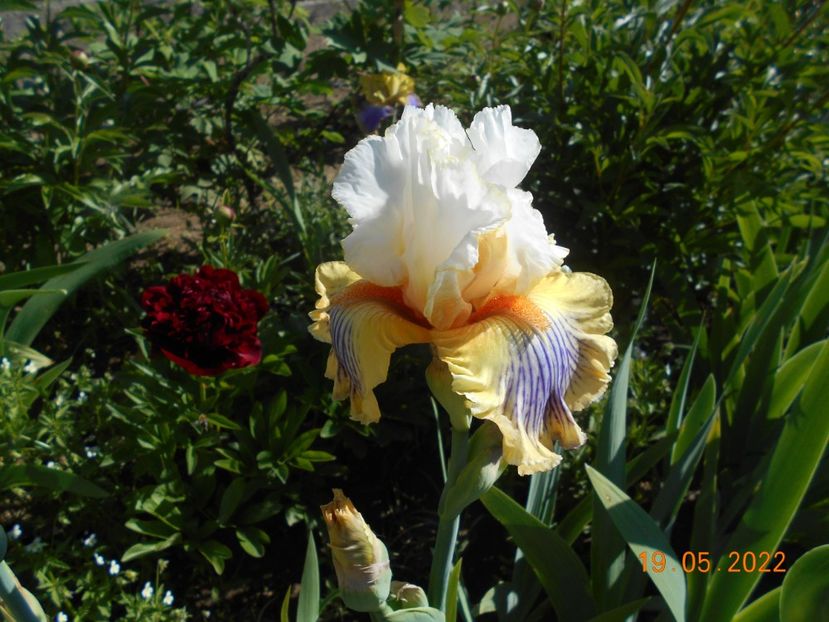 Expose - 02 Irisi 2022