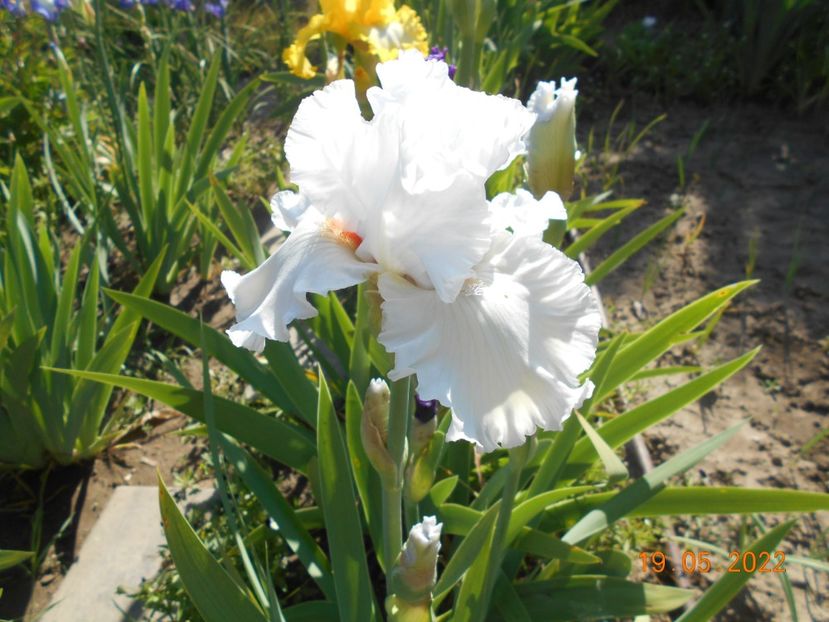 Foggy Valley - 02 Irisi 2022