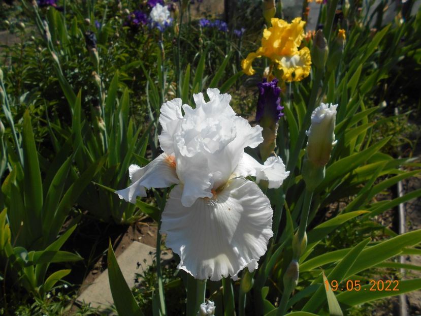 Foggy Valley - 02 Irisi 2022