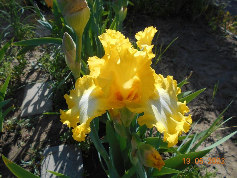 Thats all folks - 02 Irisi 2022