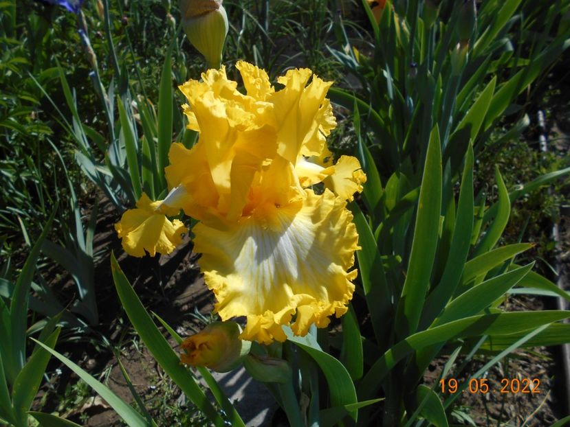 Thats all folks - 02 Irisi 2022