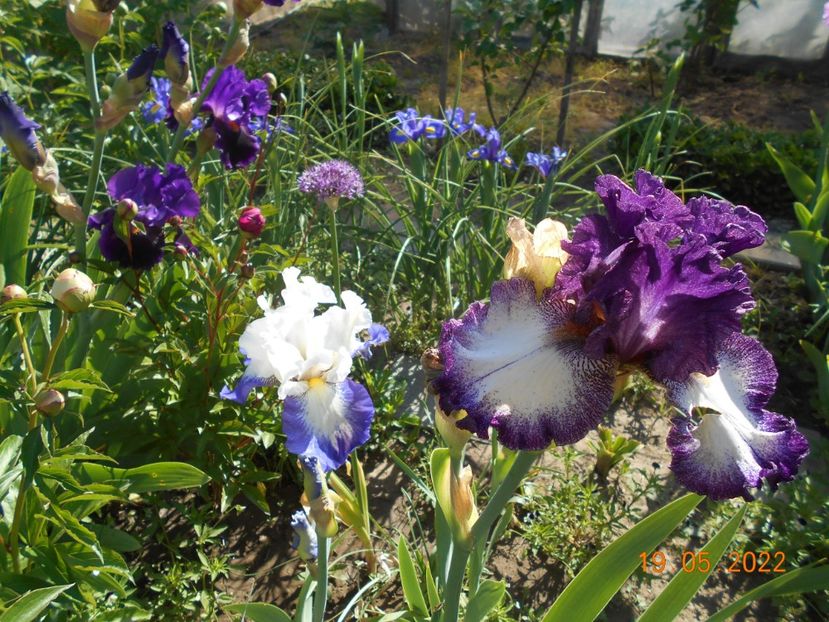  - 02 Irisi 2022