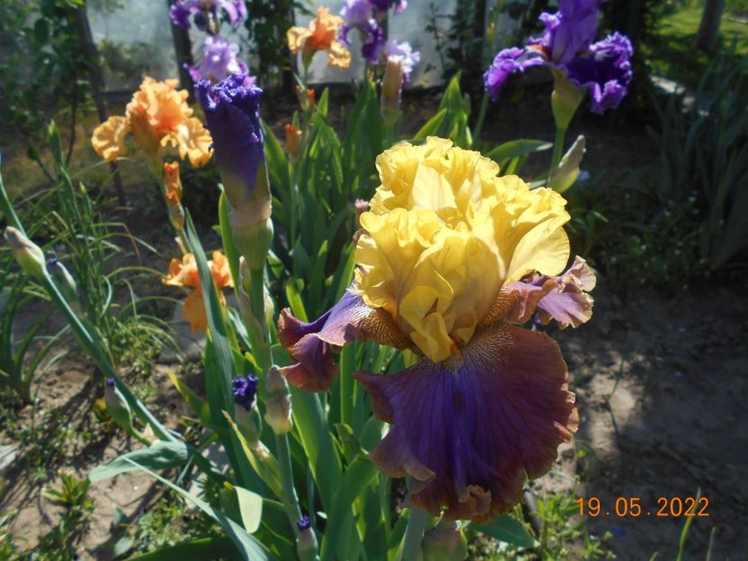 Garden pleasure - 02 Irisi 2022