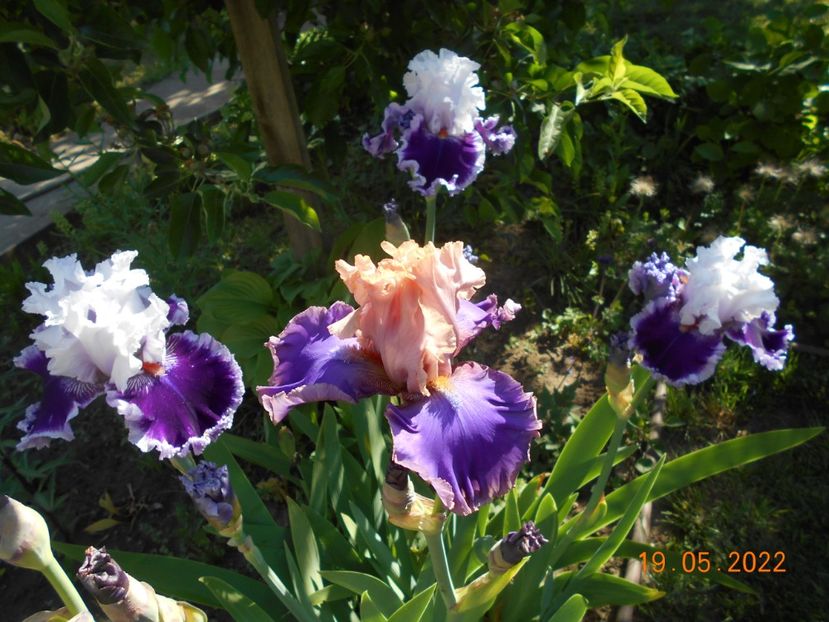 Daring deception si Florentine silk - 02 Irisi 2022