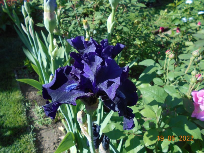 Obsidian - 02 Irisi 2022