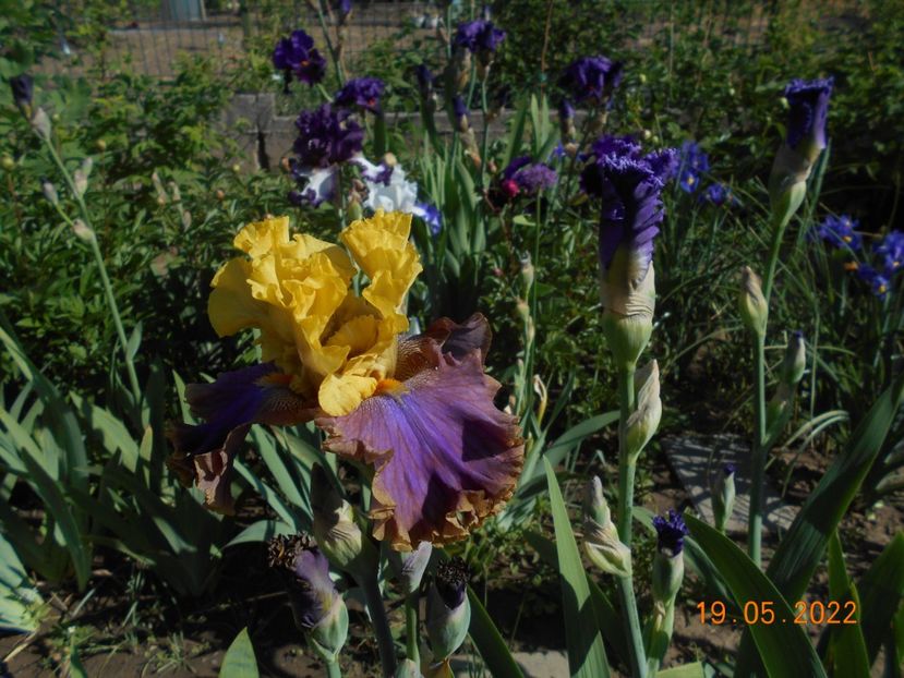 Garden pleasure - 02 Irisi 2022
