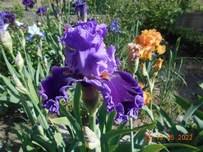 Louisa s song - 02 Irisi 2022