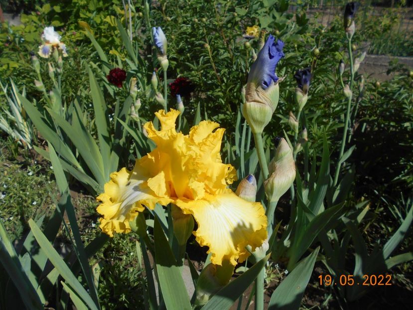 Thats all folks - 02 Irisi 2022