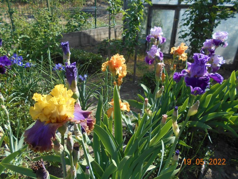 - 02 Irisi 2022