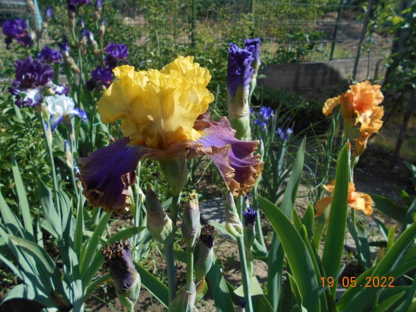  - 02 Irisi 2022