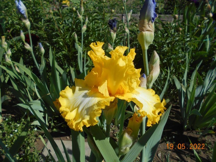 Thats all folks - 02 Irisi 2022