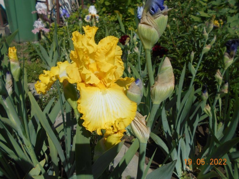 Thats all folks - 02 Irisi 2022