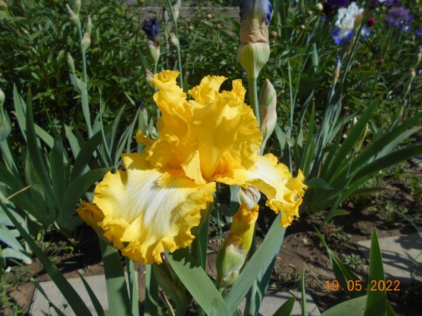 Thats all folks - 02 Irisi 2022