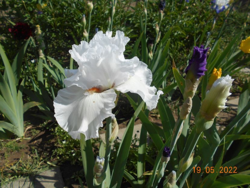 Foggy Valley - 02 Irisi 2022