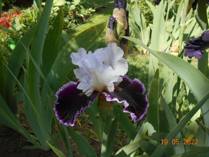 Enjoy the party - 02 Irisi 2022