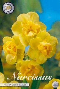 Narcisa-Batuta-Galbena-Yellow-Cheerfulness - NARCISA batuta galbena YELLOW CHEERFULNESS