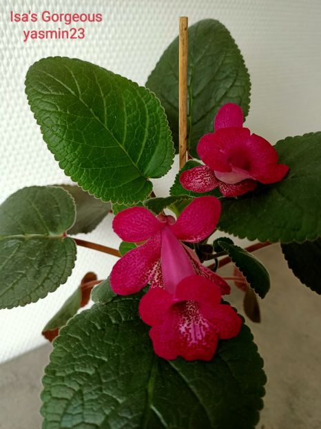 19.05.2022 - 10-Sinningia