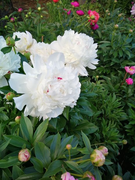 Festiva Maxima - 9-Bujori