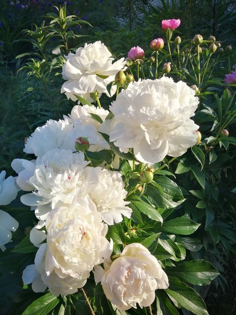  - Flori de grădină-2022