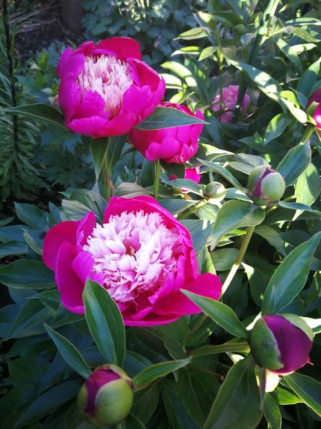  - Flori de grădină-2022