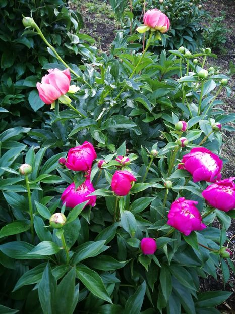  - Flori de grădină-2022