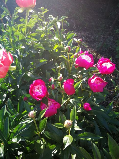  - Flori de grădină-2022