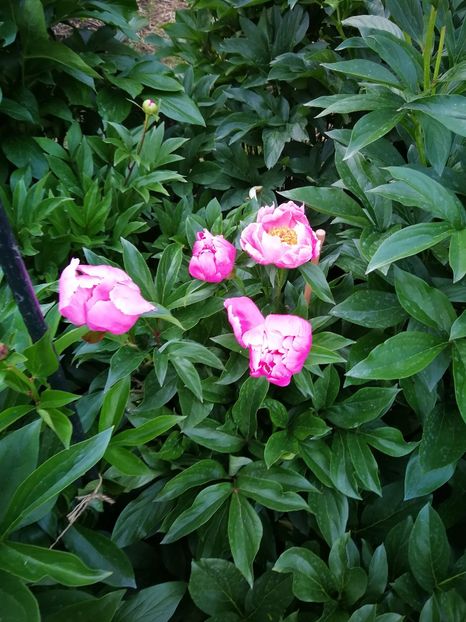  - Flori de grădină-2022