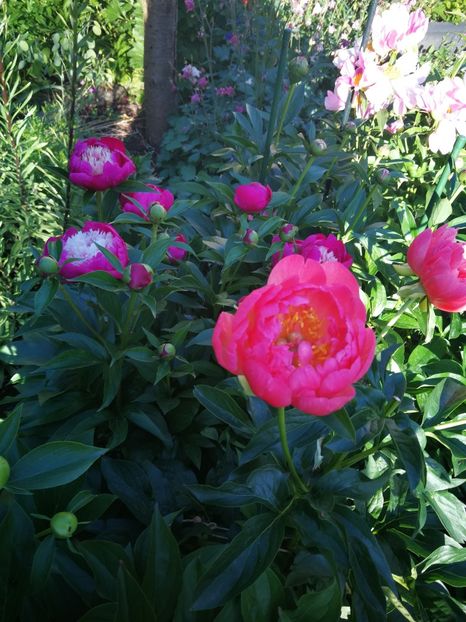  - Flori de grădină-2022