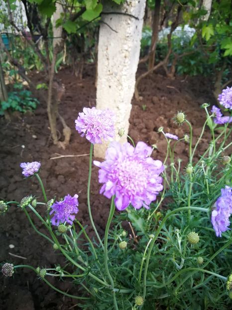  - Flori de grădină-2022