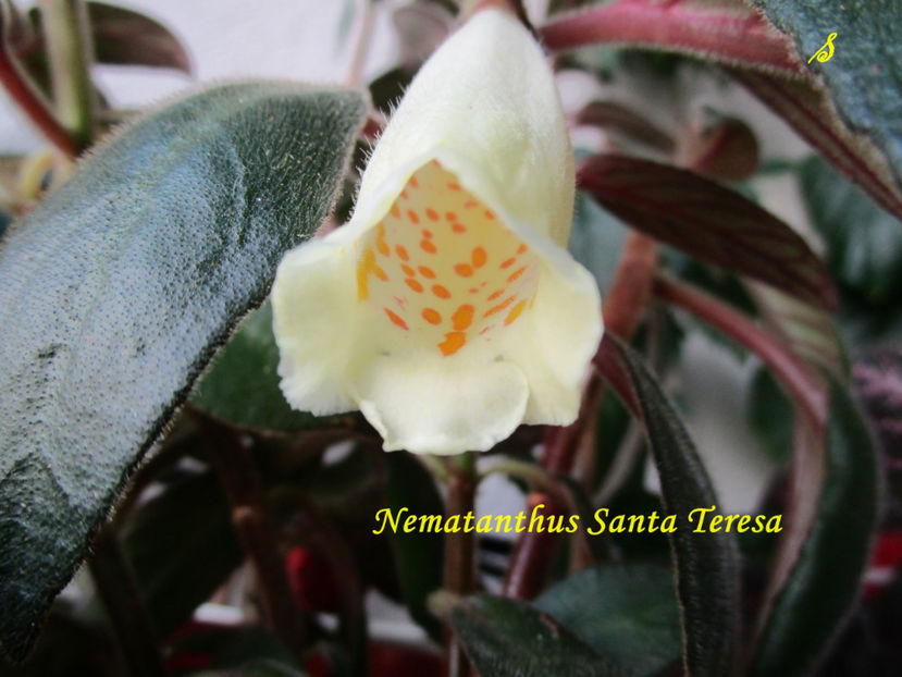 Nematanthus Santa Teresa'(27-07-2018) - Nematanthus 2020