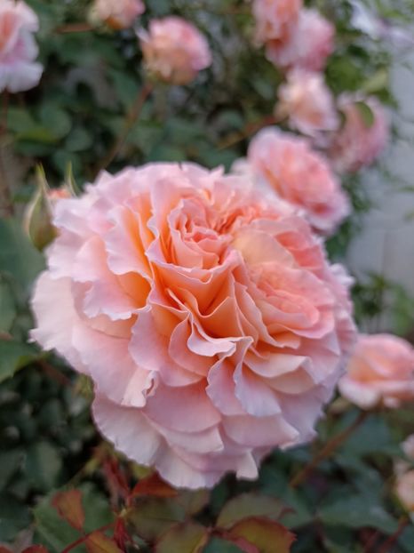 2022 - 19.05 - Jeff l_artiste