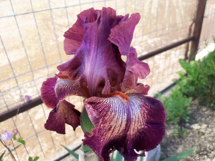 Indiscreet - Iris 2022