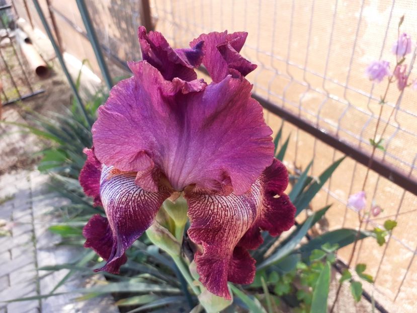 Indiscreet - Iris 2022