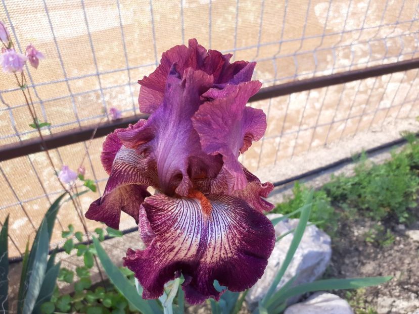 Indiscreet - Iris 2022