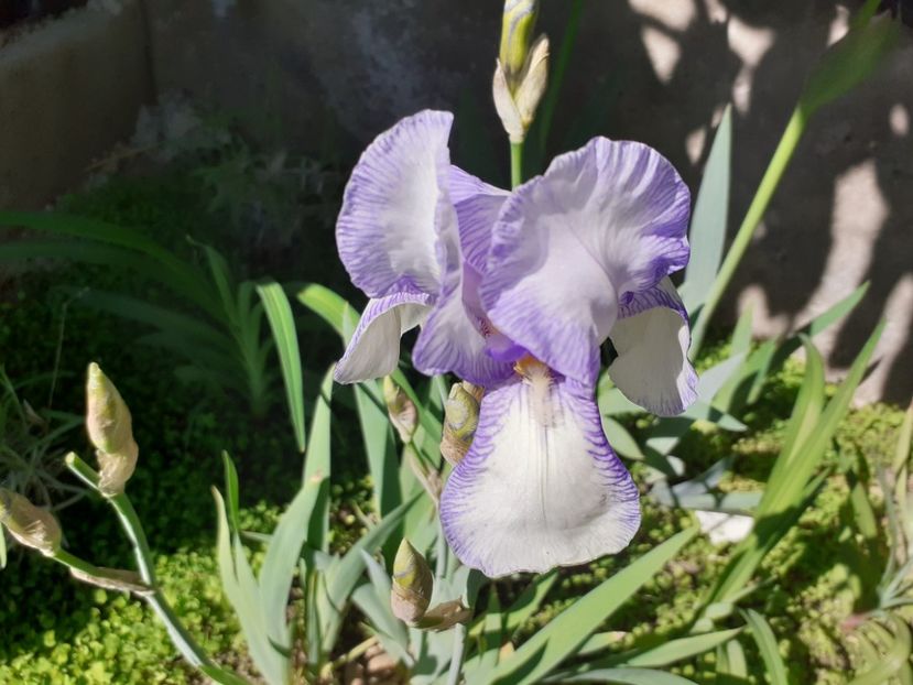 Ma mie - Iris 2022