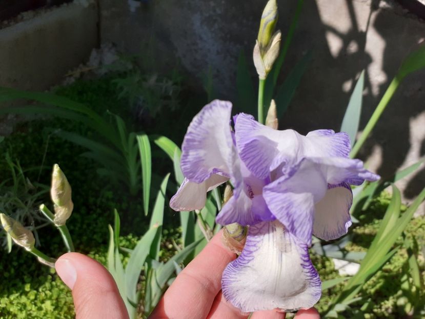 Ma mie - Iris 2022