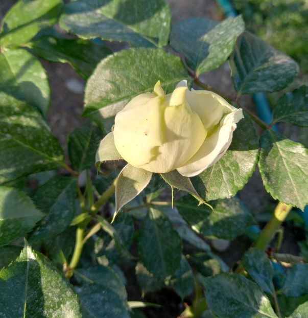  - Sub tutela soarelui