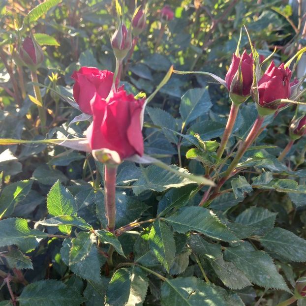  - Sub tutela soarelui